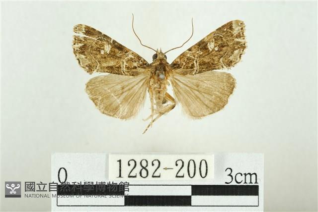 白斑散紋夜蛾藏品圖，第1張