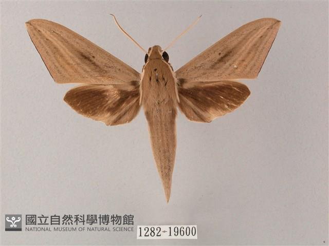 直翅斜紋天蛾藏品圖，第1張