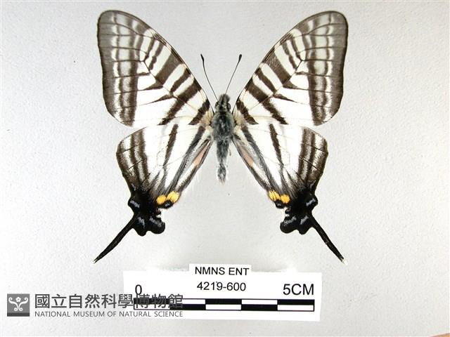 劍鳳蝶藏品圖，第1張