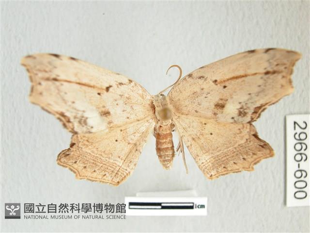 凹角鉤蛾藏品圖，第1張