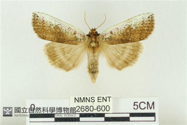 臺洒波紋蛾藏品圖，第1張