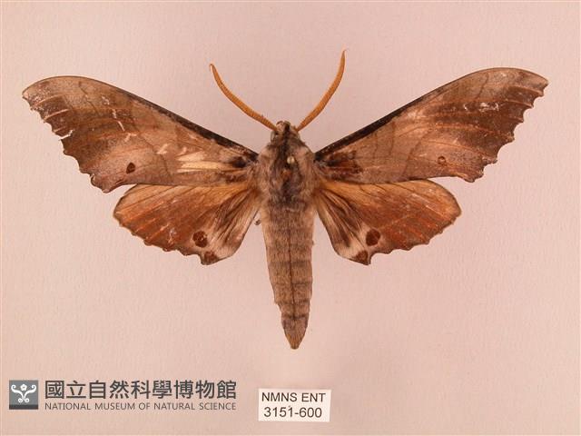 栗六點天蛾藏品圖，第1張