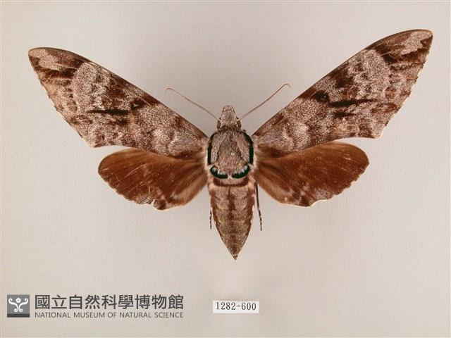 粗斜紋天蛾藏品圖，第1張