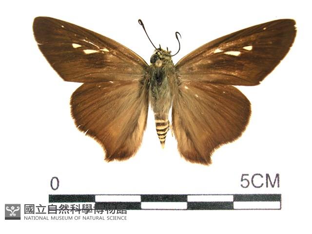 長翅弄蝶藏品圖，第1張