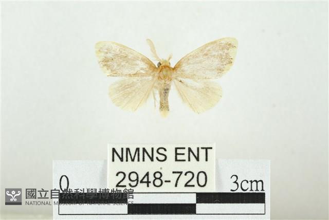 黑翅黃毒蛾藏品圖，第1張