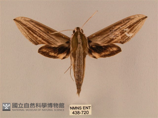 棕綠背線天蛾藏品圖，第1張