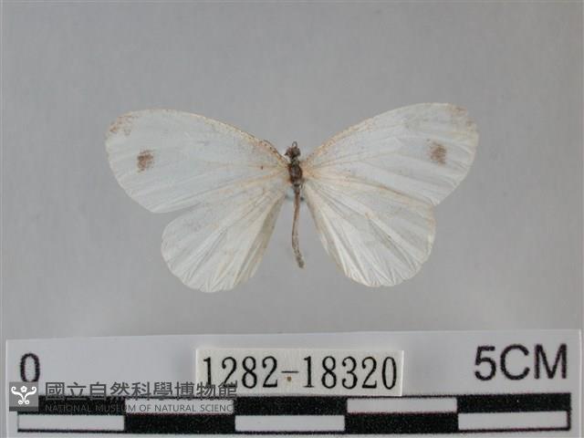 纖粉蝶、黑點粉蝶藏品圖，第1張