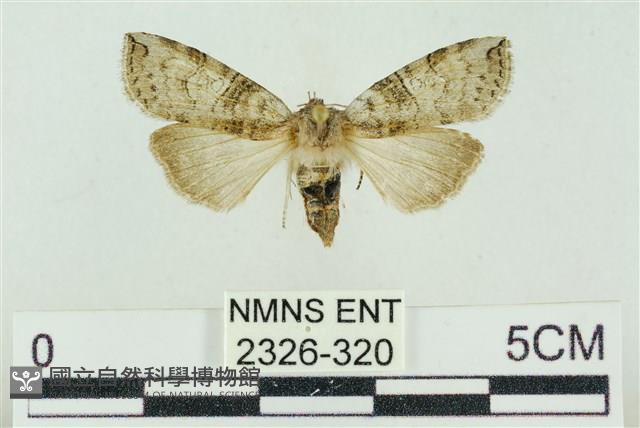 帶波紋蛾藏品圖，第1張