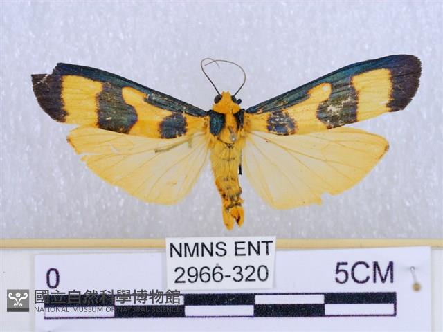閃光苔蛾藏品圖，第1張