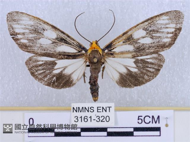 巨網燈蛾藏品圖，第1張