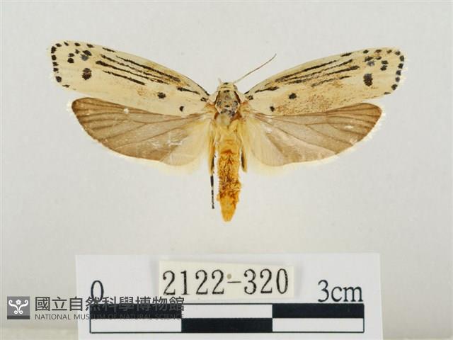 線紋篩蛾藏品圖，第1張