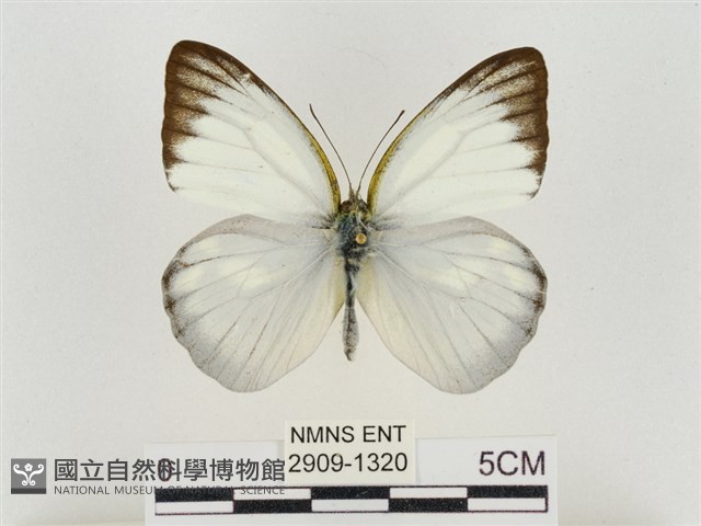 淡褐脈粉蝶藏品圖，第1張