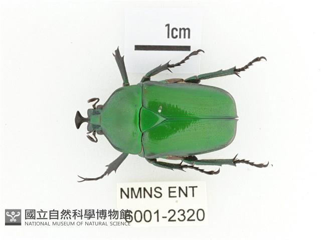 臺灣扇角金龜藏品圖，第1張