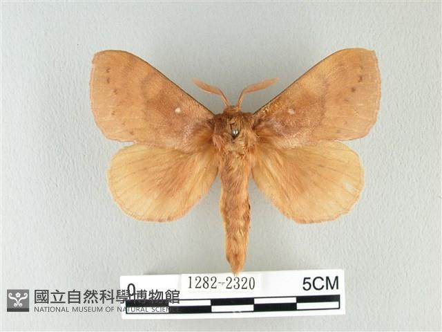 波紋枯葉蛾藏品圖，第1張