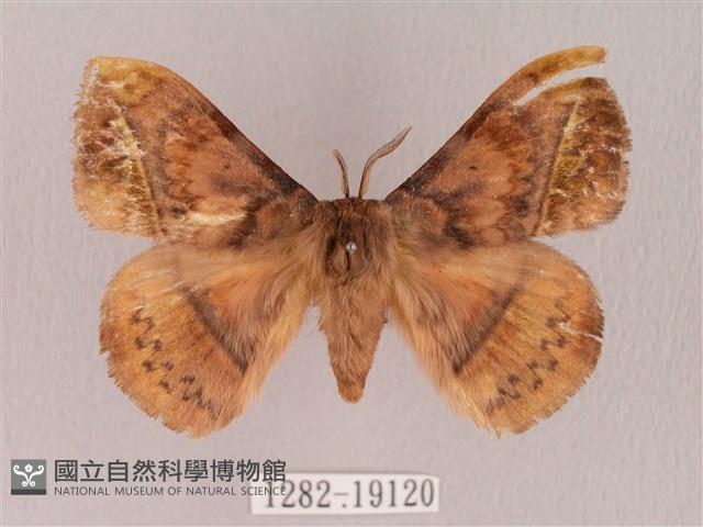 埔里帶蛾藏品圖，第1張