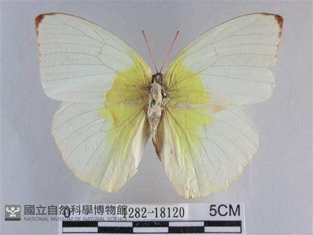 遷粉蝶、淡黃蝶藏品圖，第1張