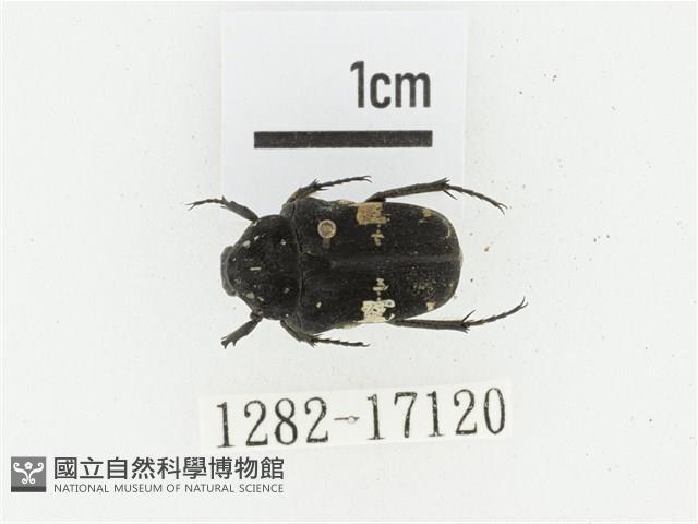 橫斑黑花金龜藏品圖，第1張