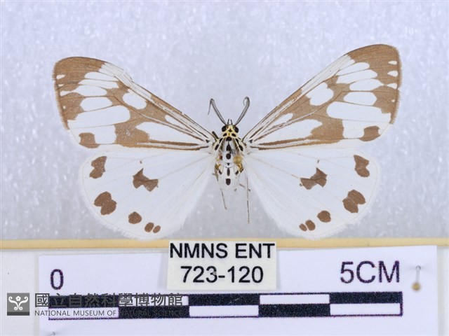 粉蝶燈蛾藏品圖，第1張