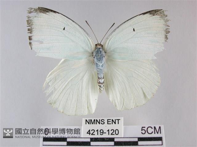 細波遷粉蝶藏品圖，第1張