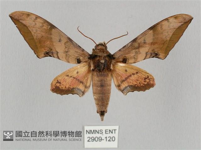 廣東鷹翅天蛾藏品圖，第1張