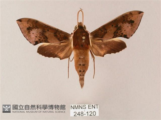 雙斑白肩天蛾藏品圖，第1張