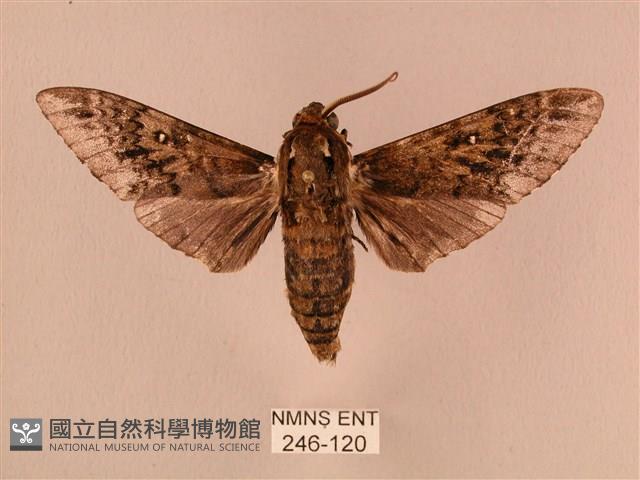 白星天蛾藏品圖，第1張