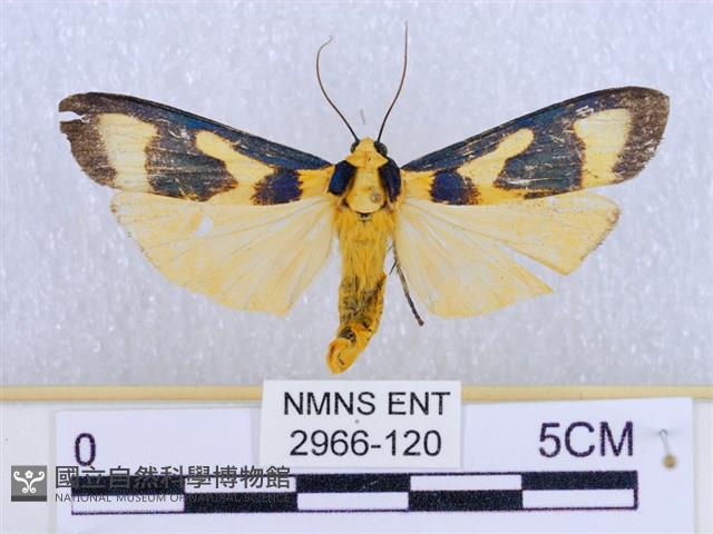 閃光苔蛾藏品圖，第1張