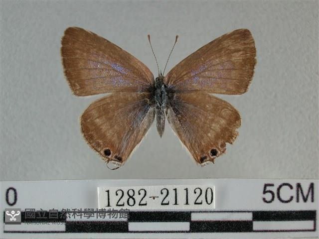 豆波灰蝶藏品圖，第1張