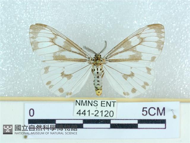 粉蝶燈蛾藏品圖，第1張