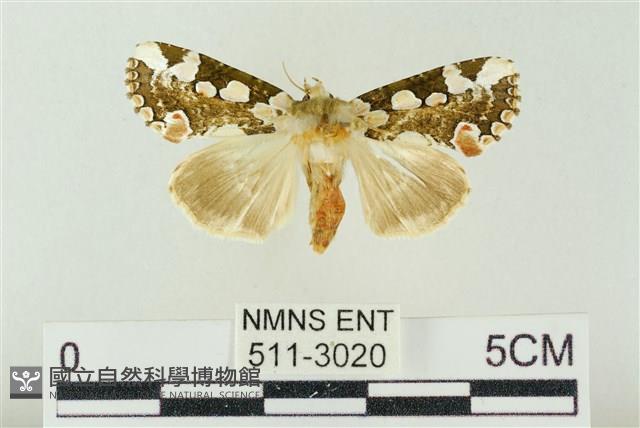 連珠波紋蛾藏品圖，第1張