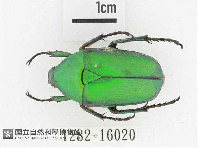 金艷騷金龜藏品圖，第1張