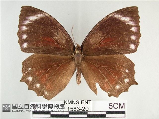 藍紋鋸眼蝶藏品圖，第1張