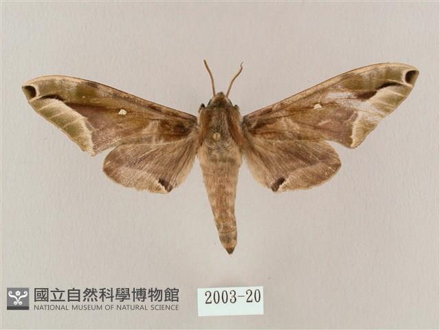 白點天蛾 藏品圖，第1張