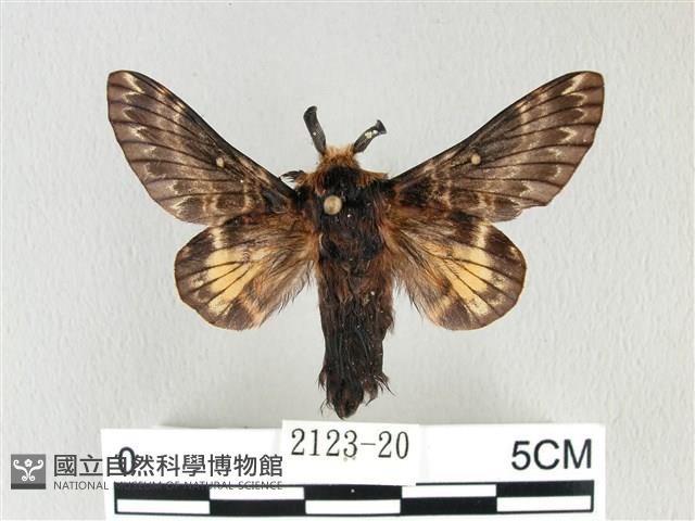 彌新冥枯葉蛾藏品圖，第1張