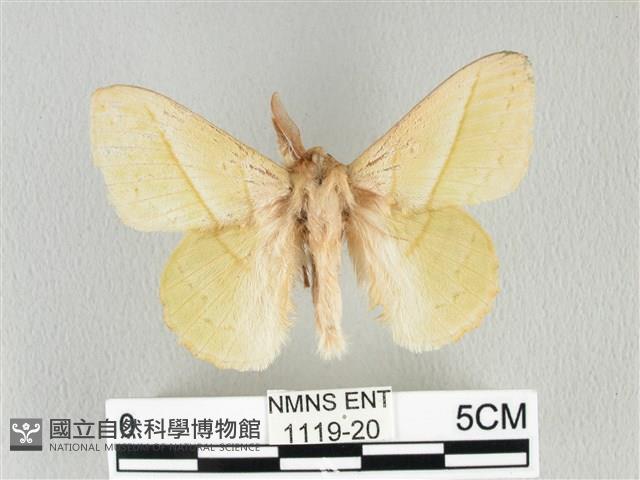 青枯葉蛾藏品圖，第1張