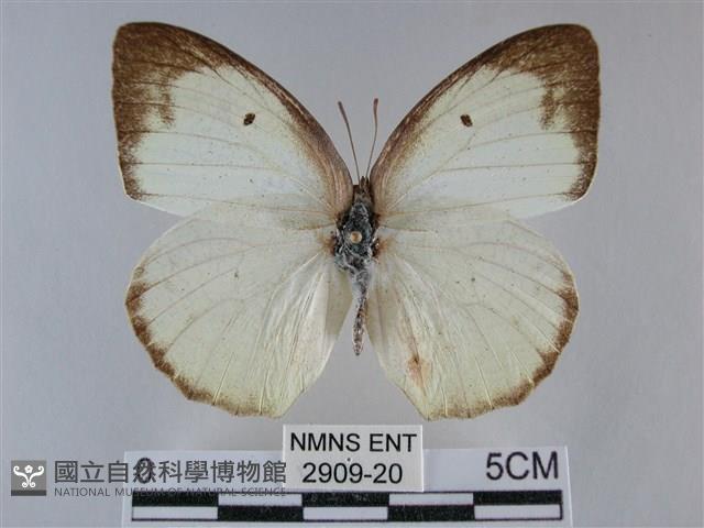 細波遷粉蝶藏品圖，第1張