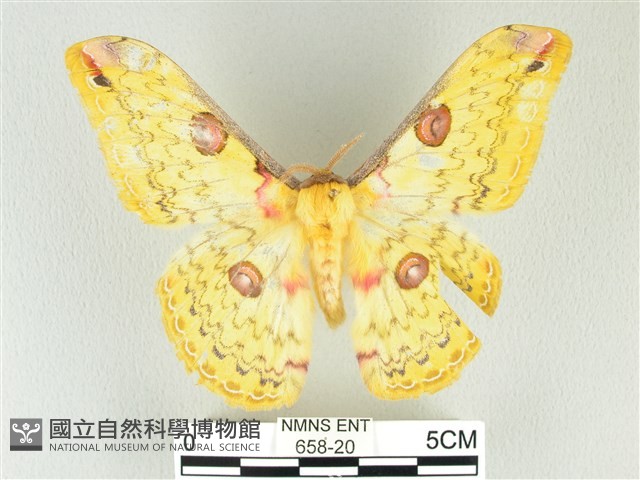 黃豹天蠶蛾藏品圖，第1張