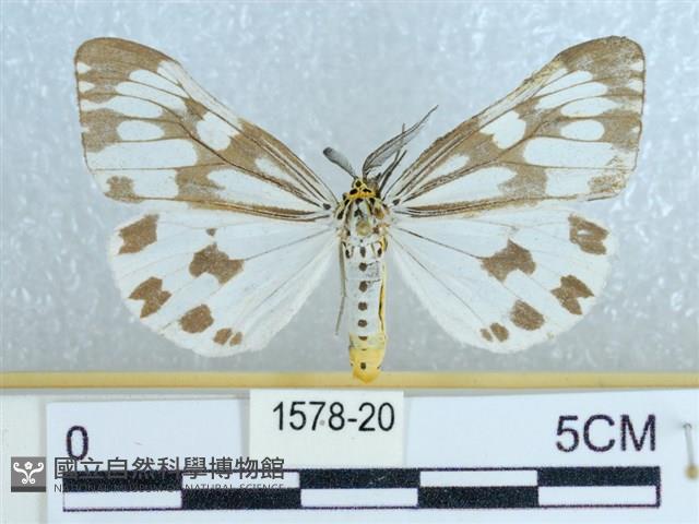 粉蝶燈蛾藏品圖，第1張