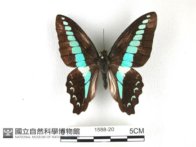 青帶鳳蝶藏品圖，第1張