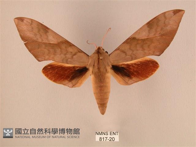 波紋豆天蛾藏品圖，第1張