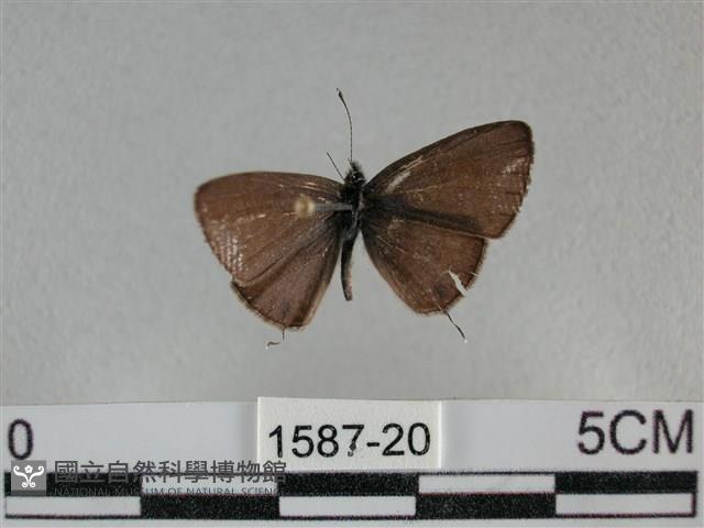 波灰蝶藏品圖，第1張