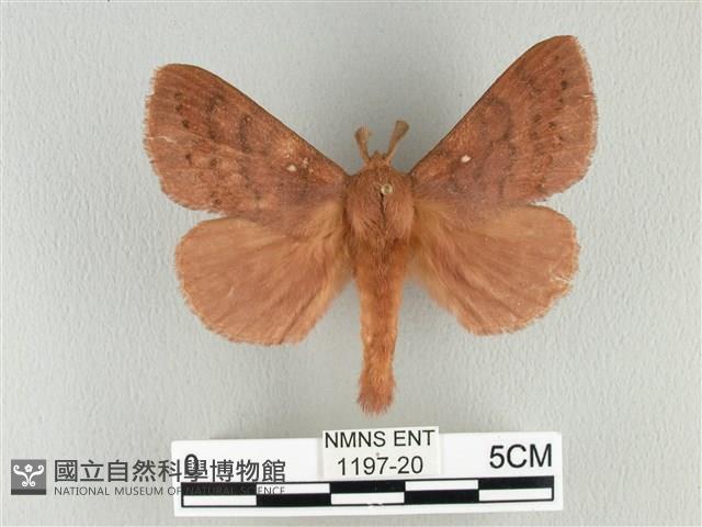 波紋枯葉蛾藏品圖，第1張