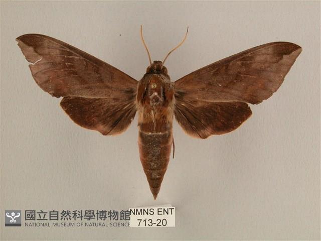 背中白天蛾藏品圖，第1張