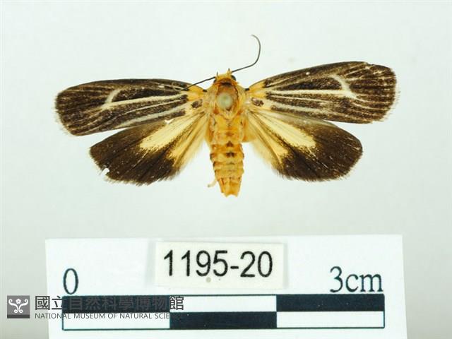 黃肩奇蛾藏品圖，第1張