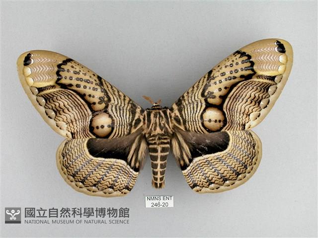 枯球籮紋蛾藏品圖，第1張