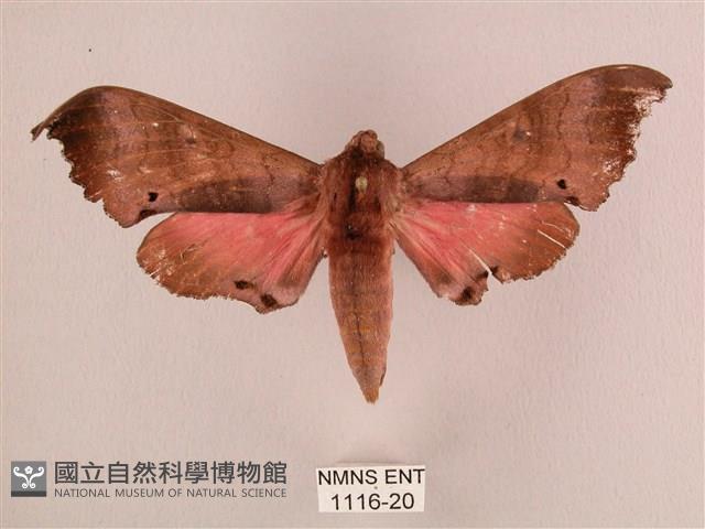 桃紅六點天蛾藏品圖，第1張