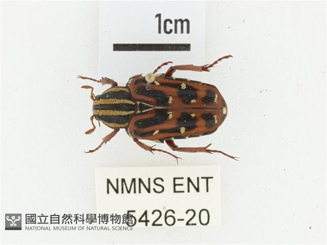 巴蘭陷紋金龜藏品圖，第1張