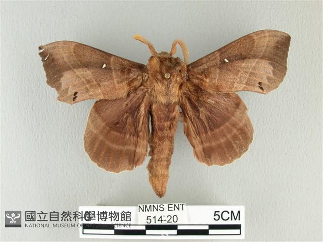 松大毛蟲藏品圖，第1張