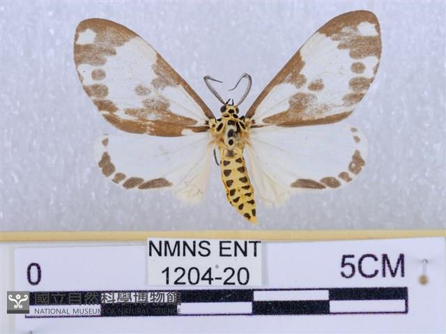 後凸蝶燈蛾藏品圖，第1張