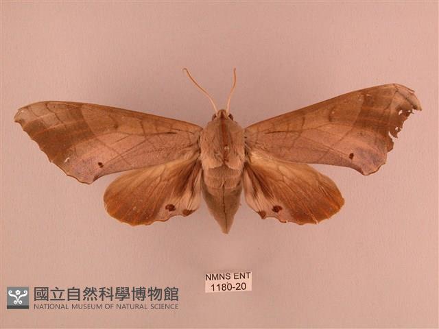 栗六點天蛾藏品圖，第1張